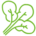 spinach Icon